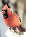 Cardinal