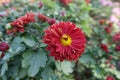 Cardinal red and yellow flower of Chrysanthemum in October Royalty Free Stock Photo