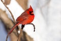 Cardinal rests in snow covered forest Royalty Free Stock Photo