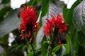 Cardinal's Guard - Tropical flower, bright red petals