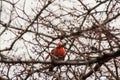 a cardinal is sitting in a tree branch in the winter