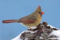 Cardinal In Snow