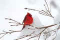 Cardinal In Snow