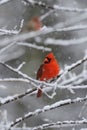 Cardinal Snow 2 Royalty Free Stock Photo