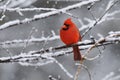 Cardinal Snow 4 Royalty Free Stock Photo