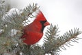 Cardinal In Snow