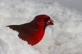 Cardinal in the Snow Royalty Free Stock Photo
