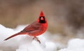 Cardinal in the Snow Royalty Free Stock Photo
