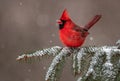 Cardinal in the Snow Royalty Free Stock Photo