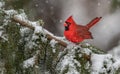 Cardinal in the Snow