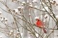 Cardinal in a snow storm Royalty Free Stock Photo