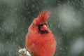 Cardinal in a snow storm Royalty Free Stock Photo