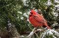 A Cardinal in the Snow in Winter Royalty Free Stock Photo