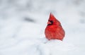 A Cardinal in the Snow in Winter Royalty Free Stock Photo