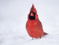 A Cardinal in the Snow in Winter Royalty Free Stock Photo