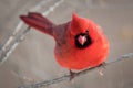 A Cardinal in the Snow in Winter Royalty Free Stock Photo