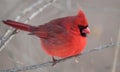 A Cardinal in the Snow in Winter Royalty Free Stock Photo