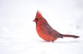 A Cardinal in the Snow in Winter Royalty Free Stock Photo