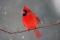 Cardinal in snowstorm Royalty Free Stock Photo