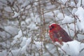 Cardinal in a Snowy Bush