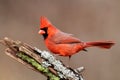 Cardinal On A Stump