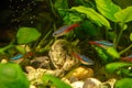 Cardinal Tetra in aquariun on the background of plants