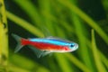 Cardinal tetra fish Royalty Free Stock Photo