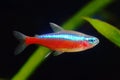 Cardinal tetra fish Royalty Free Stock Photo