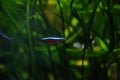 Cardinal tetra Neon fish Paracheirodon axelrodi Royalty Free Stock Photo