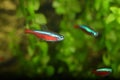 The cardinal tetra Paracheirodon axelrodi