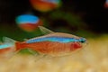 Cardinal tetra