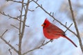 Cardinal on a tree branch