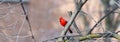 Cardinal on a Tree Branch in a Snow Storm Royalty Free Stock Photo