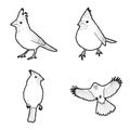 Cardinal Vector Illustration Hand Drawn Animal Cartoon Art Royalty Free Stock Photo