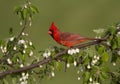 Cardinal in White Buds
