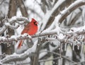 Cardinal in winter Royalty Free Stock Photo