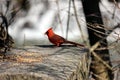 Cardinal. Royalty Free Stock Photo