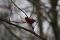 Cardinal Winter in Missouri 2021 IV Royalty Free Stock Photo