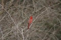 Cardinal Winter in Missouri 2021 VIII Royalty Free Stock Photo