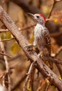 The Cardinal Woodpecker Royalty Free Stock Photo