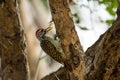 Cardinal woodpecker with its freshly caught meal Royalty Free Stock Photo