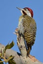 Cardinal woodpecker portrait