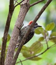 Cardinal woodpecker on tree trunk Royalty Free Stock Photo