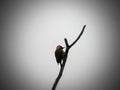 Cardinal Woodpecker 2 Royalty Free Stock Photo