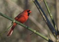 Cardinal in the woods Royalty Free Stock Photo