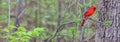 Cardinal in the Woods Royalty Free Stock Photo