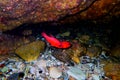 Apogon imberbis - Mediterranean Cardinalfish, King of the Mullets