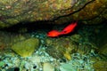 Apogon imberbis - Mediterranean Cardinalfish, King of the Mullets