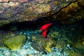 Apogon imberbis - Mediterranean Cardinalfish, King of the Mullets