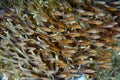 Cardinalfish school in a Sea anemone